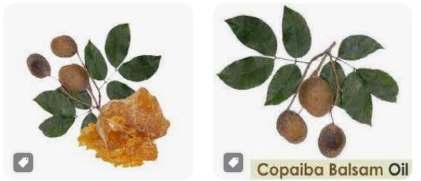 Leading Copaiba Balsam Supplier, Manufacturer, and Distributor in India