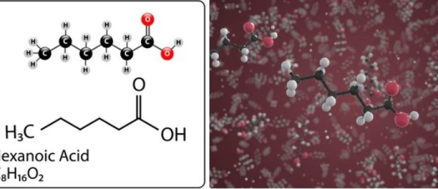 Kolkata Chemical: The Vanguard of Hexanoic Acid in India