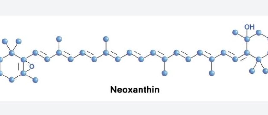 Kolkata Chemical: Your Trusted Neoxanthin Partner in India and Across the Globe
