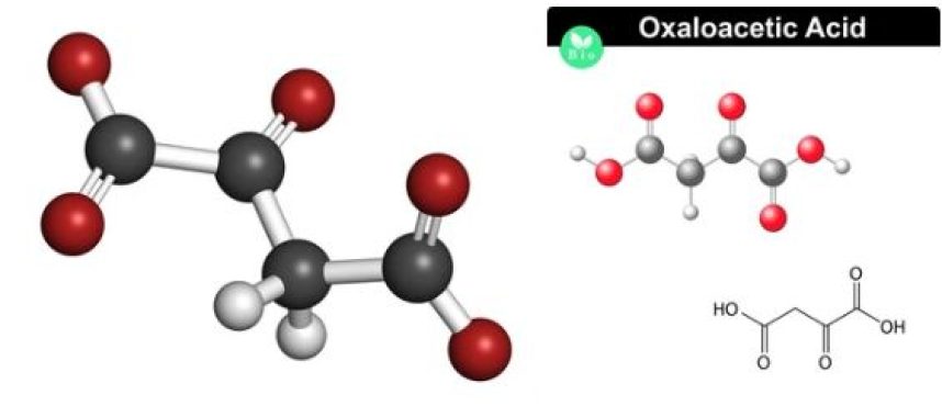 Kolkata Chemical: Your Trusted Oxaloacetic Acid Partner in india