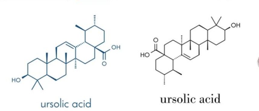 Kolkata Chemical: The Forefront Ursolic Acid Supplier, Manufacturer, and Distributor in India